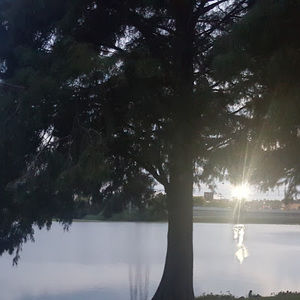 Meet your Posher, Shama